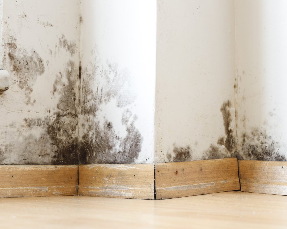Damp buildings damaged by black mold and fungus, dampness or wat