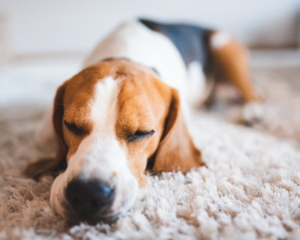 Dog beagle breed at the age of 4 years old, the male sleeps on the floor with head on carpet